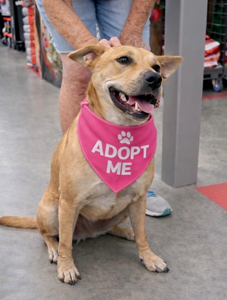 Rosie, a Adoptable mixed breed in Princeton, MA image 1/5