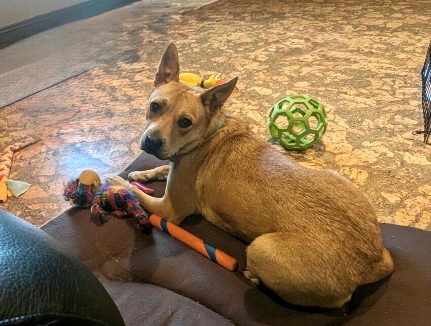 Rosie, a Adoptable mixed breed in Princeton, MA image 3/6