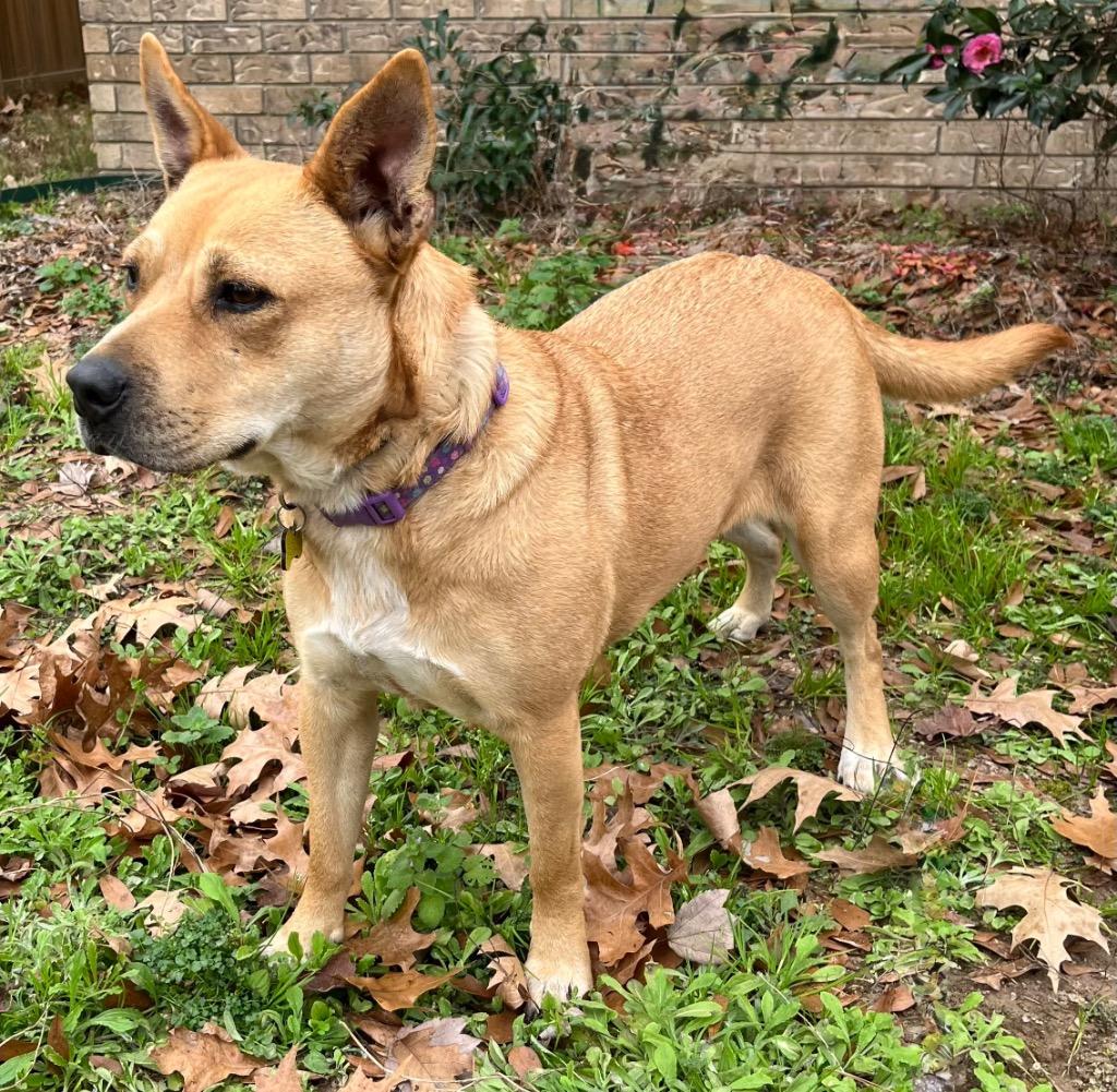 Rosie, Adoptable, Adult Female Carolina Dog.