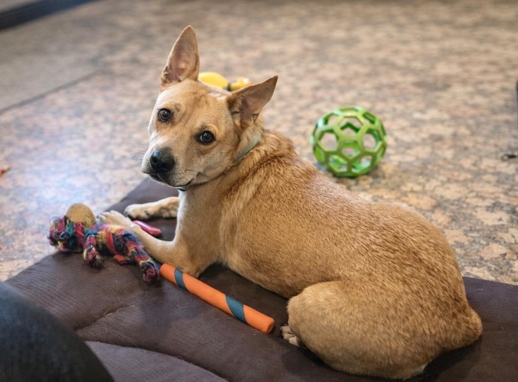 Rosie, a Adoptable mixed breed in Princeton, MA image 3/5