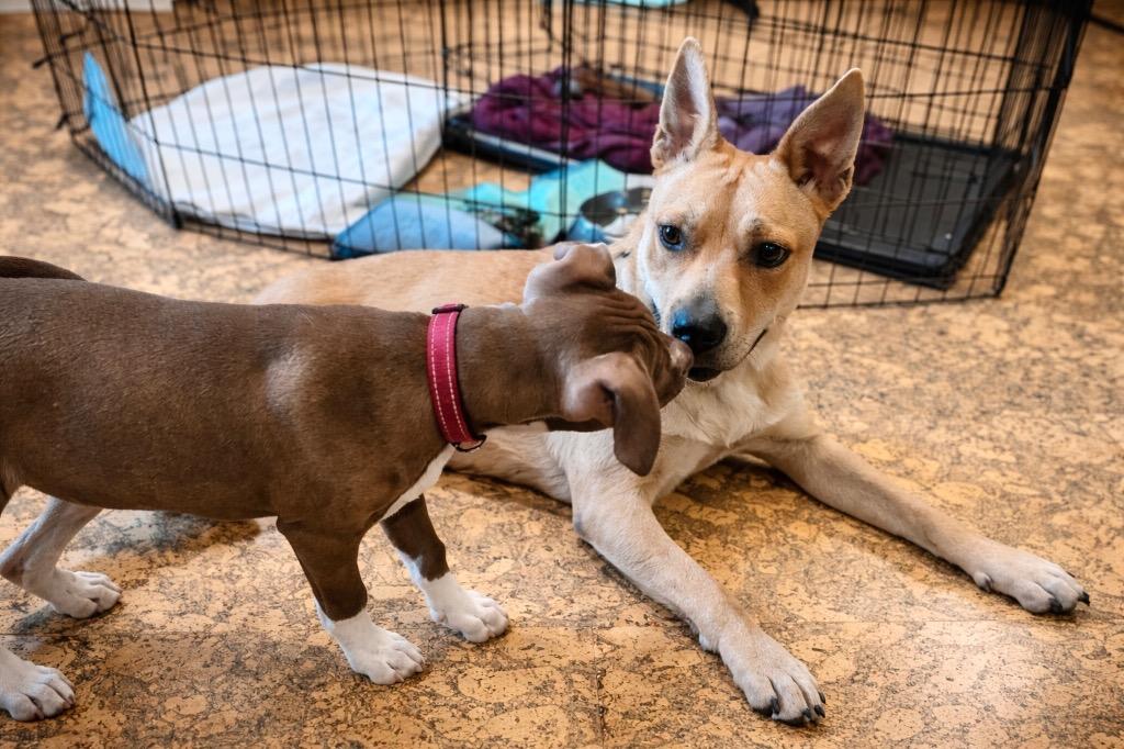 Rosie, a Adoptable mixed breed in Princeton, MA image 4/5
