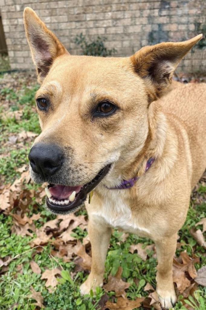 Rosie, a Adoptable mixed breed in Princeton, MA image 4/5