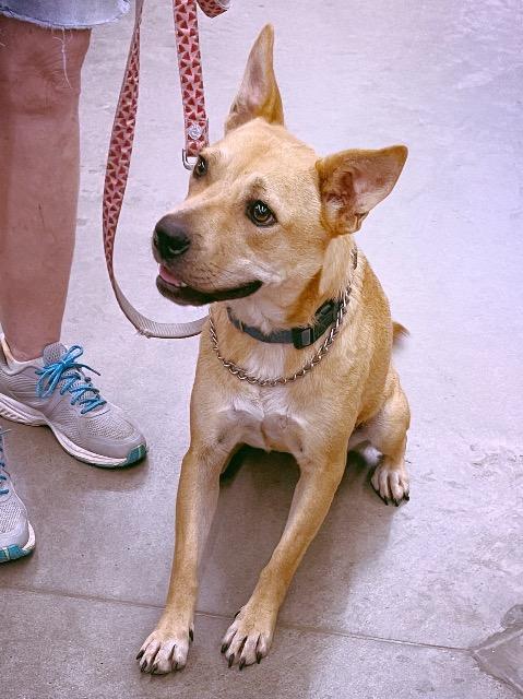 Rosie, a Adoptable mixed breed in Princeton, MA image 6/6