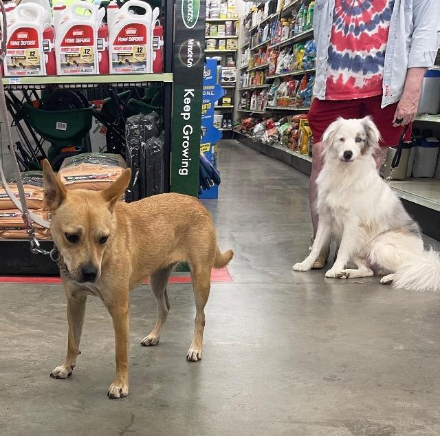 Enlarge Rosie, a Adoptable mixed breed in Princeton, MA image 4/6