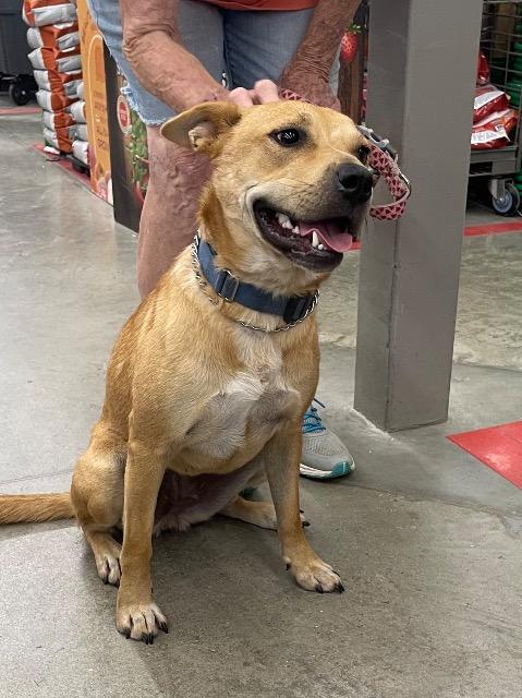 Enlarge Rosie, a Adoptable mixed breed in Princeton, MA image 6/6