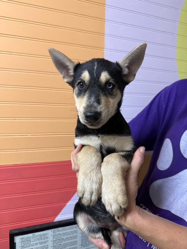 Felicia, Adoptable, Puppy Female Shepherd & Mixed Breed.