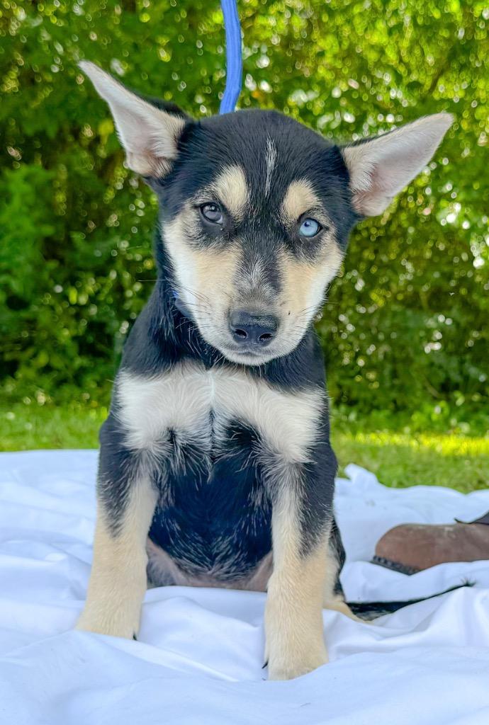 Enlarge Felicia, a Adoptable mixed breed in Murray, KY image 2/3