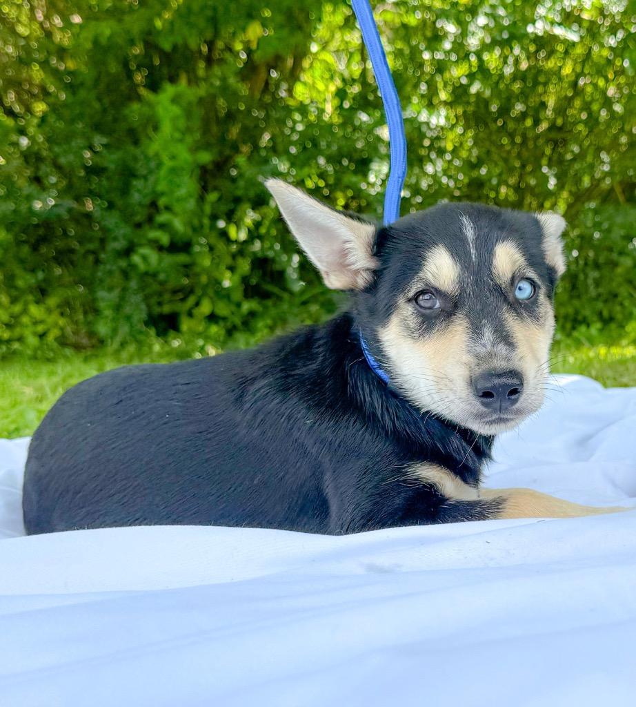 Enlarge Felicia, a Adoptable mixed breed in Murray, KY image 3/3