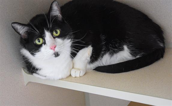 SORA, Adoptable, Adult Female Domestic Short Hair.