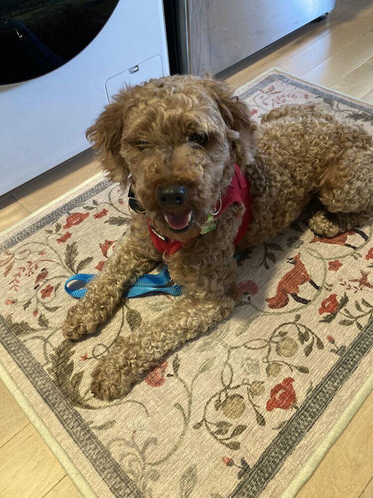 Jupiter, Adopted, Adult Male Poodle.
