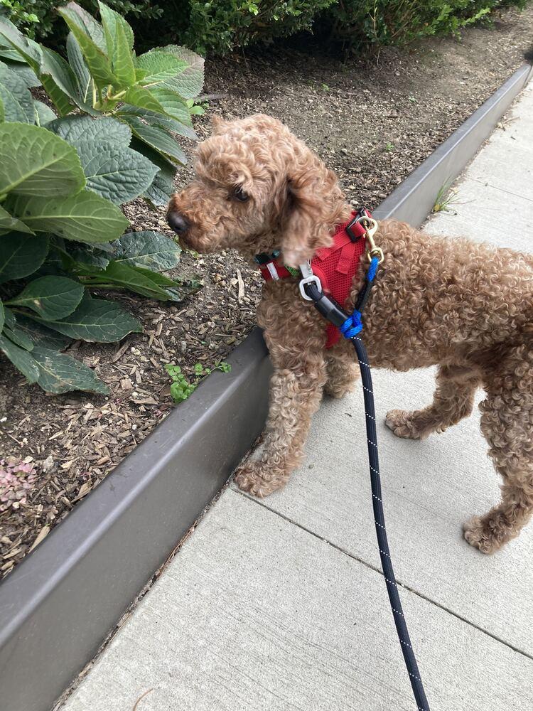 Enlarge Jupiter, a Adopted Poodle in Long Island City, NY image 2/6