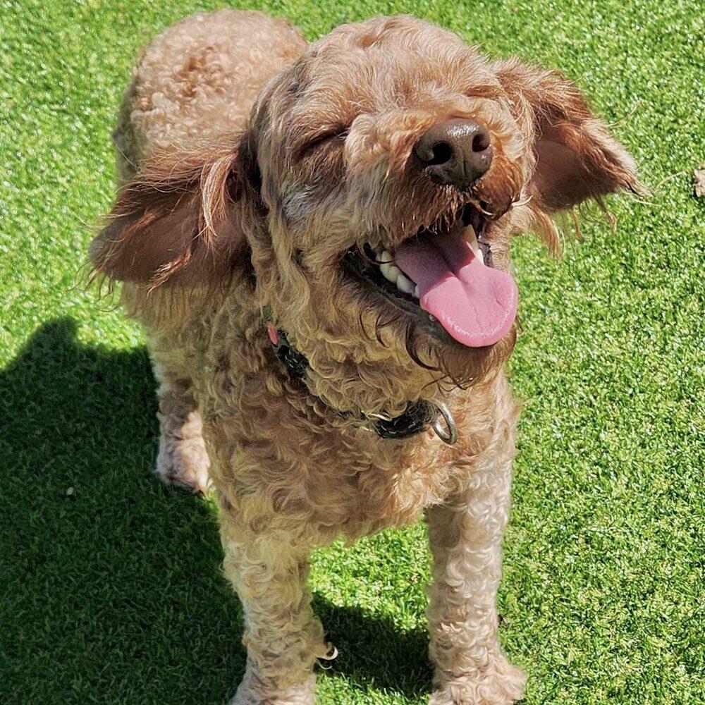 Enlarge Jupiter, a Adopted Poodle in Long Island City, NY image 3/6