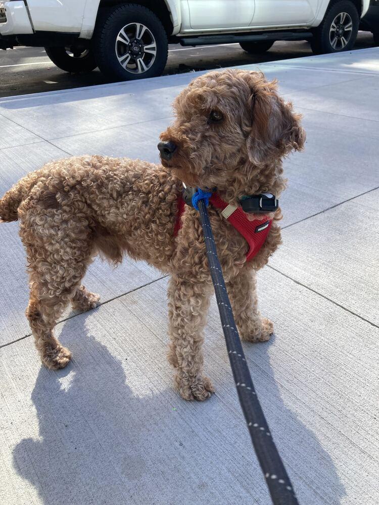 Enlarge Jupiter, a Adopted Poodle in Long Island City, NY image 4/6