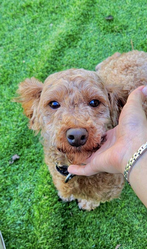 Enlarge Jupiter, a Adopted Poodle in Long Island City, NY image 5/6