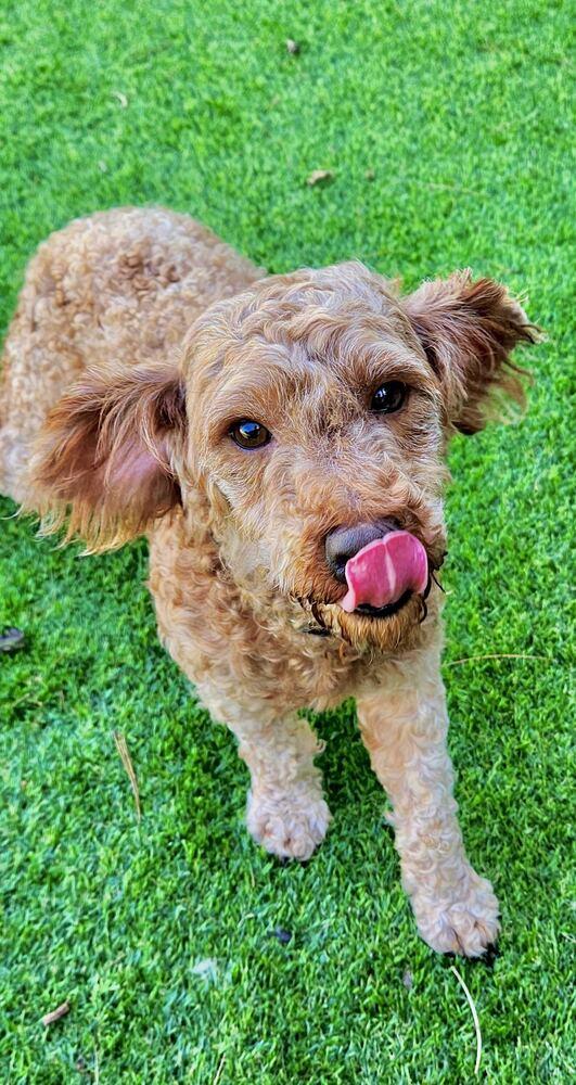 Enlarge Jupiter, a Adopted Poodle in Long Island City, NY image 6/6