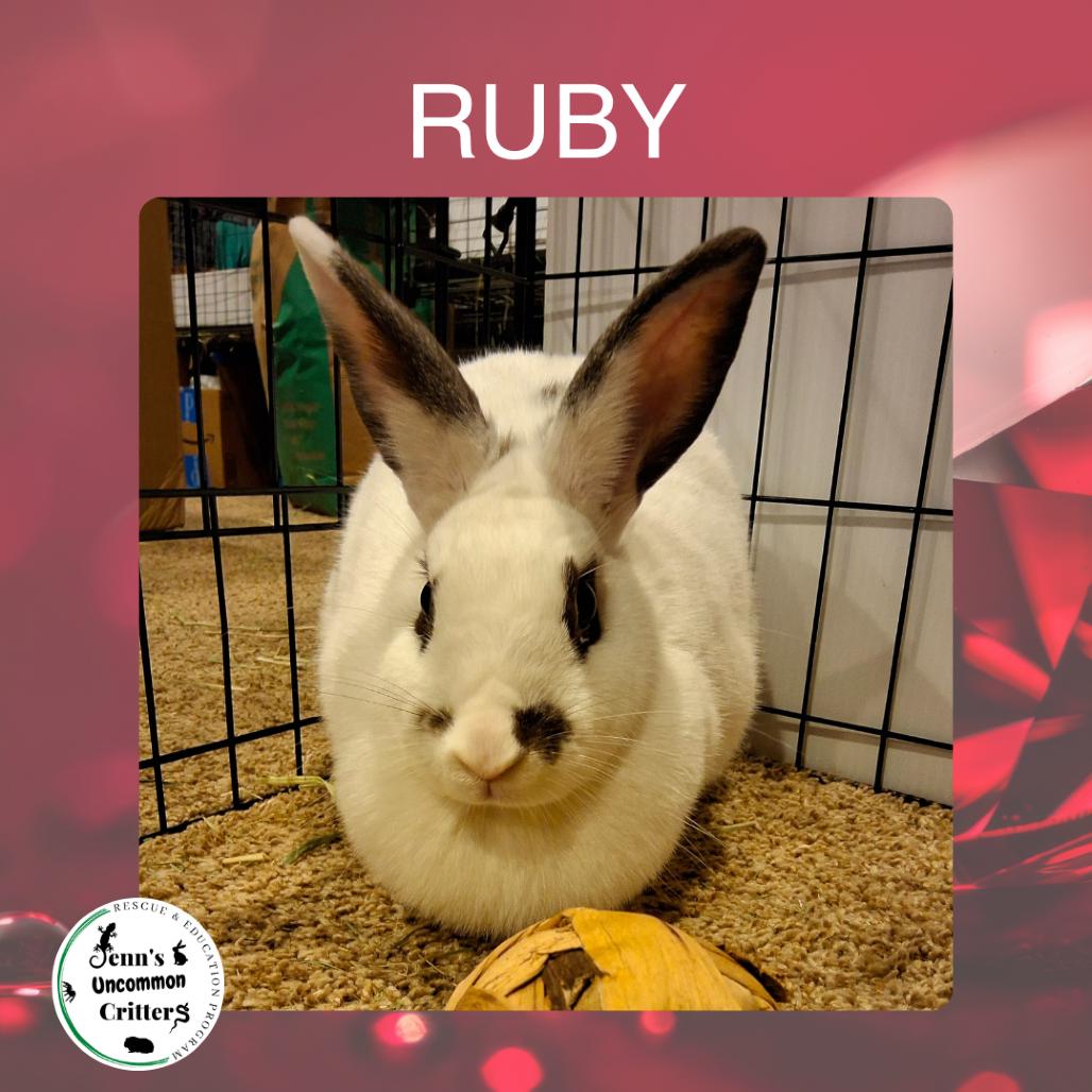 Enlarge Ruby, a Adoptable English Spot in Frederick, MD image 1/1