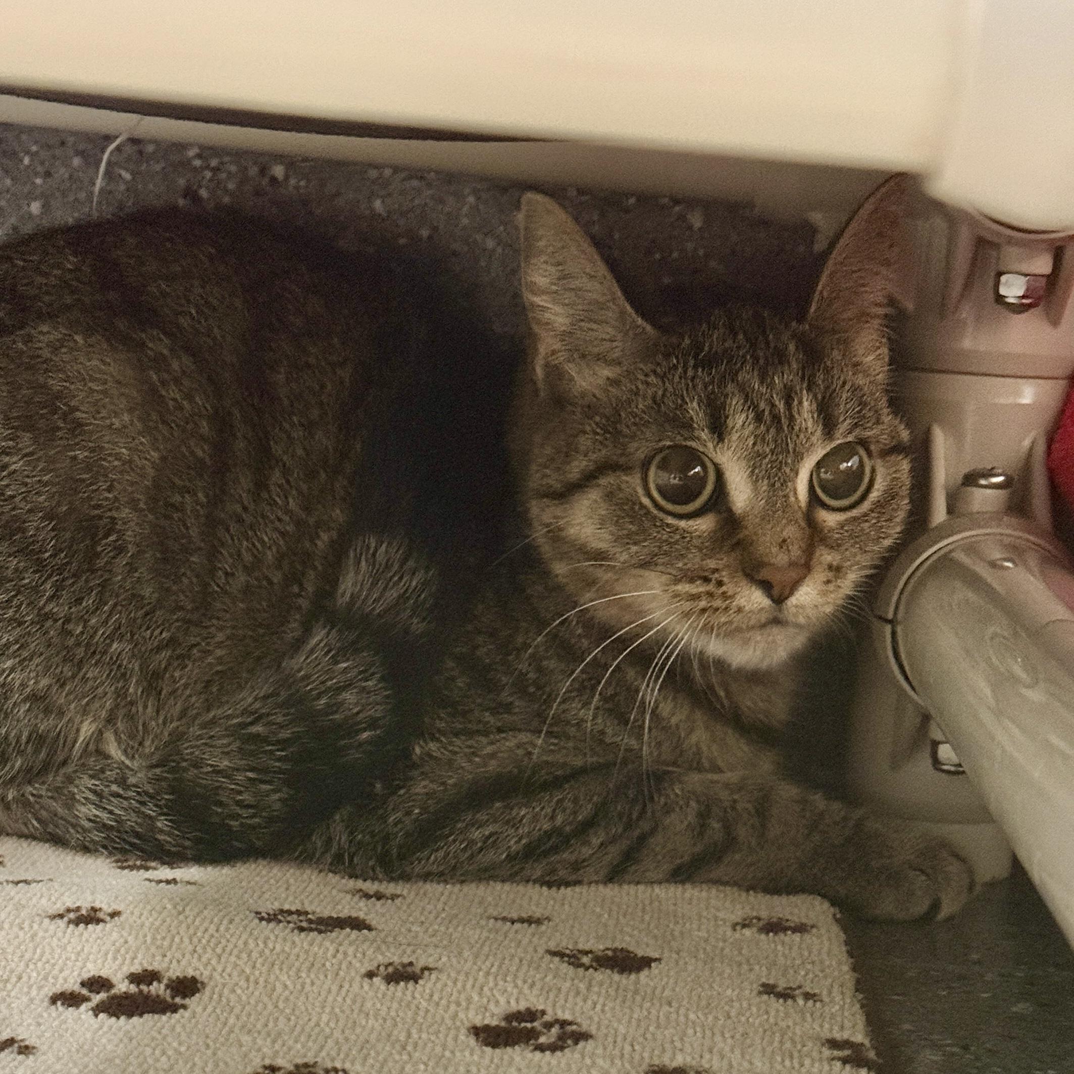 Enlarge Mya, an adopted mixed breed in Lansing, MI image 2/2