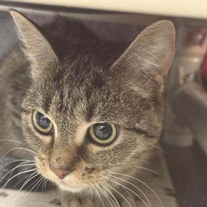 Mya, adopted, Young Female Domestic Short Hair.