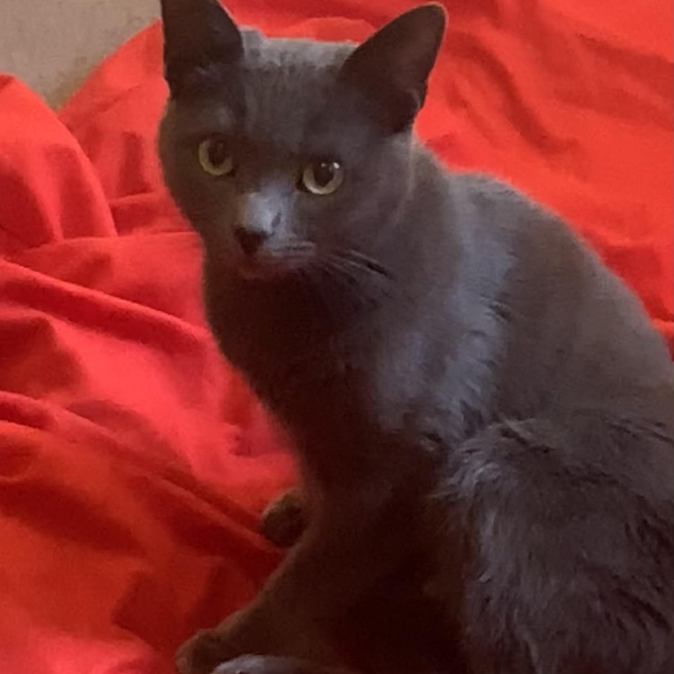 Enlarge Willa, a Adoptable mixed breed in Morganton, NC image 2/6