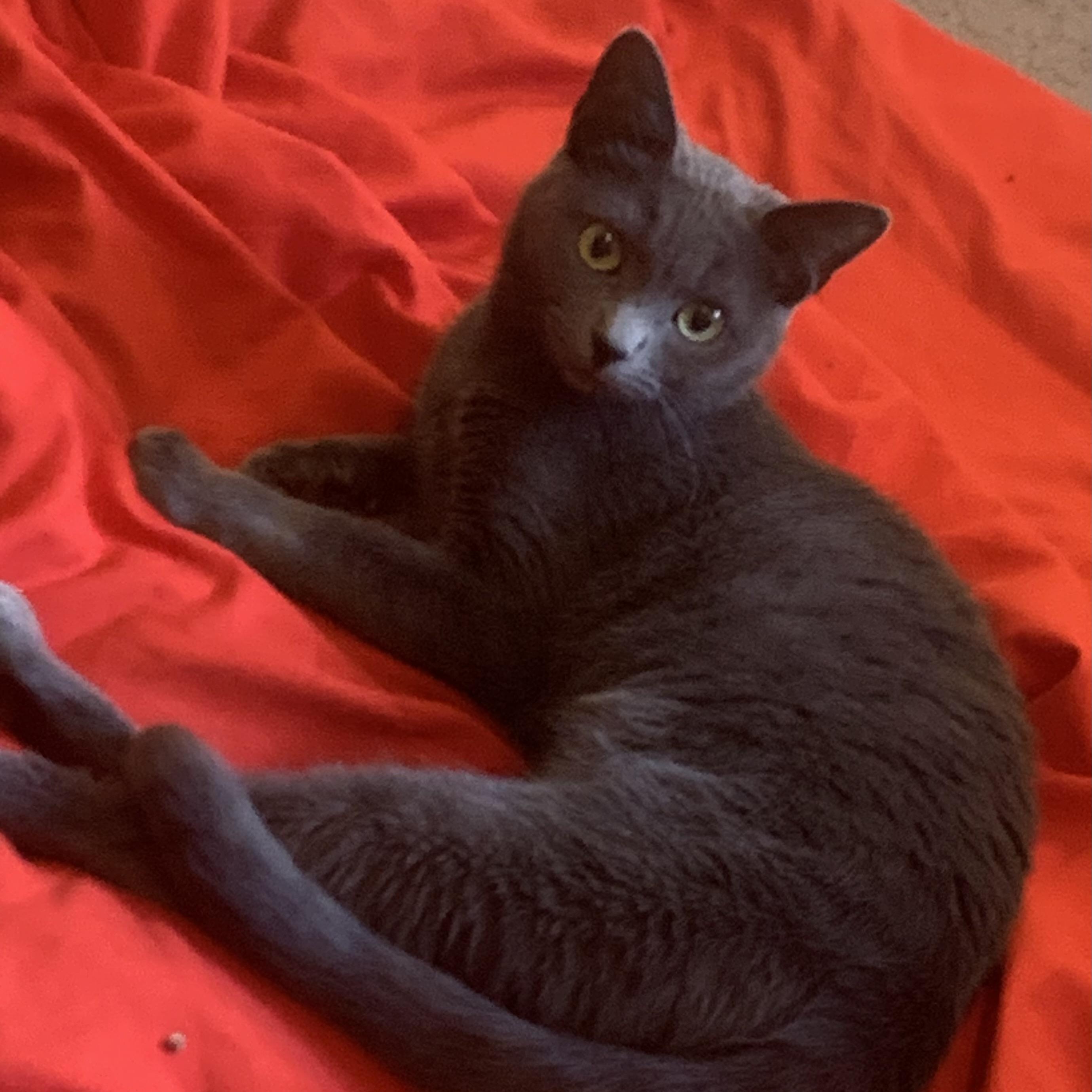 Enlarge Willa, a Adoptable mixed breed in Morganton, NC image 5/6