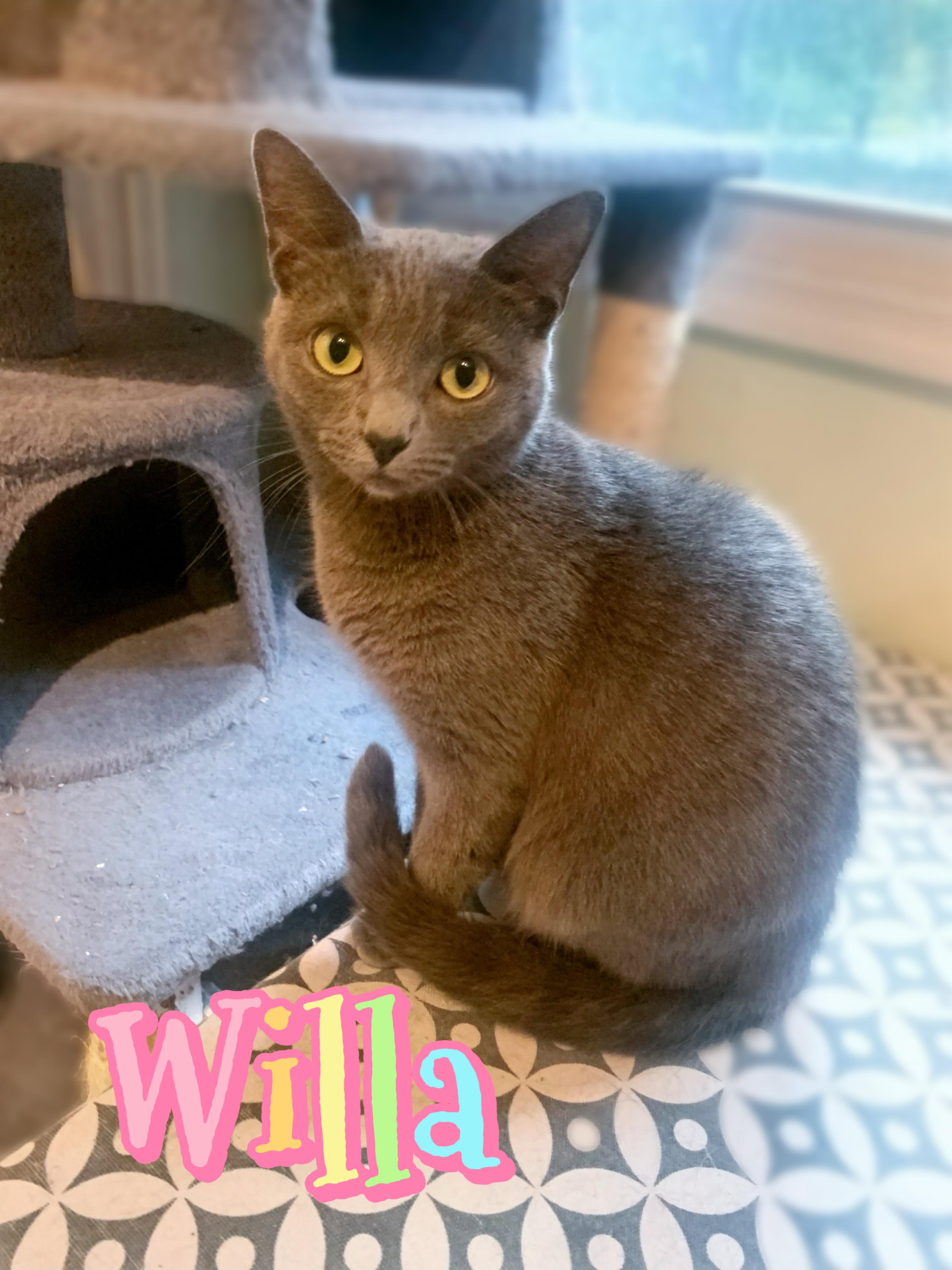 Willa