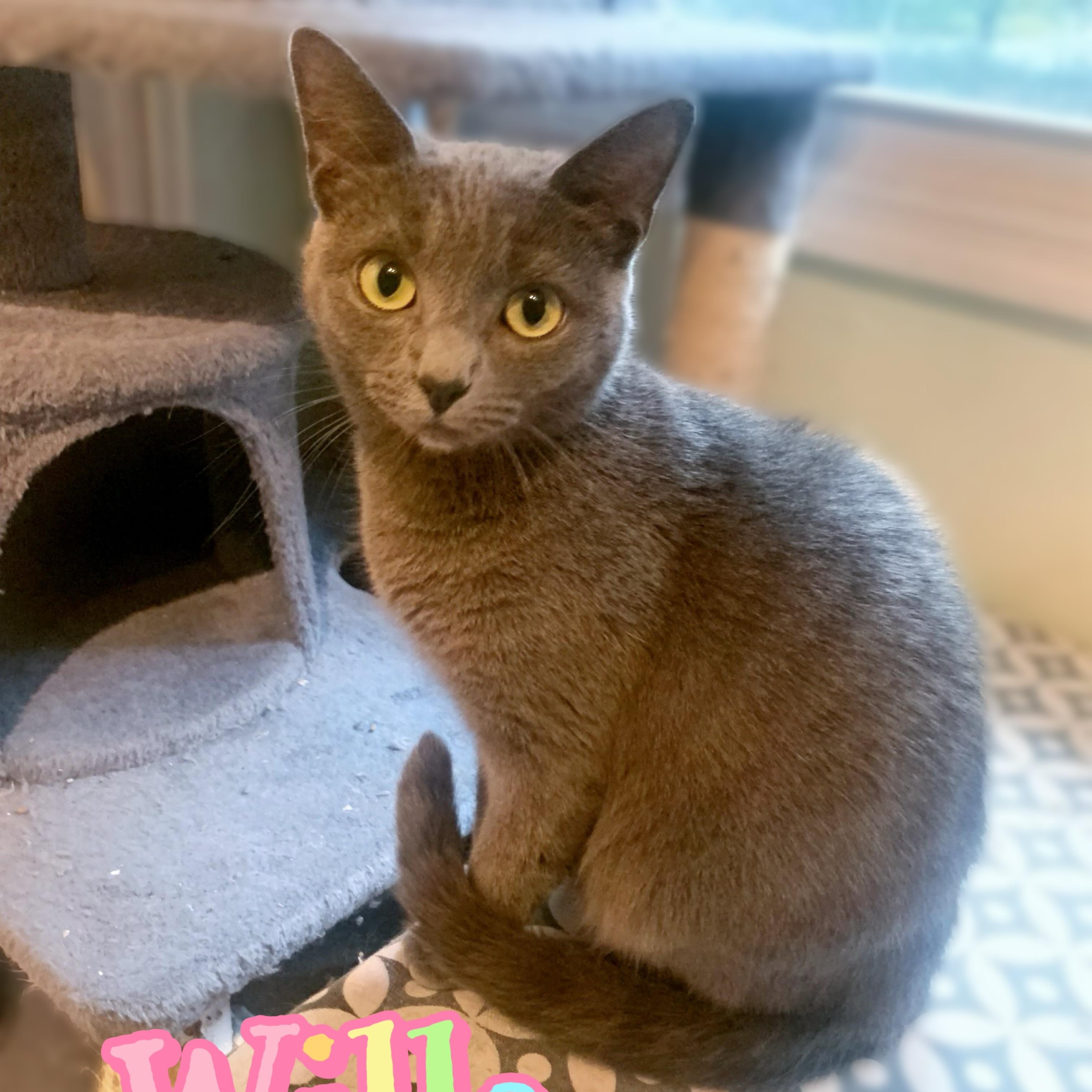 Enlarge Willa, a Adoptable mixed breed in Morganton, NC image 3/6