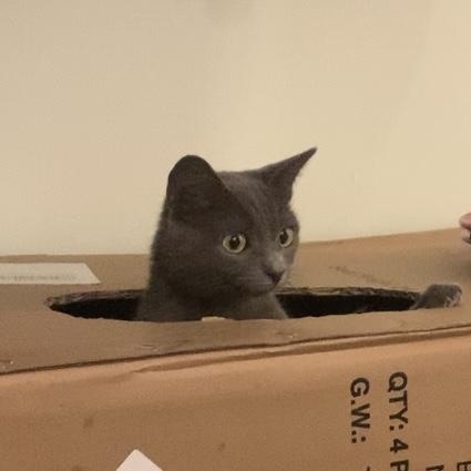 Enlarge Willa, a Adoptable mixed breed in Morganton, NC image 6/6