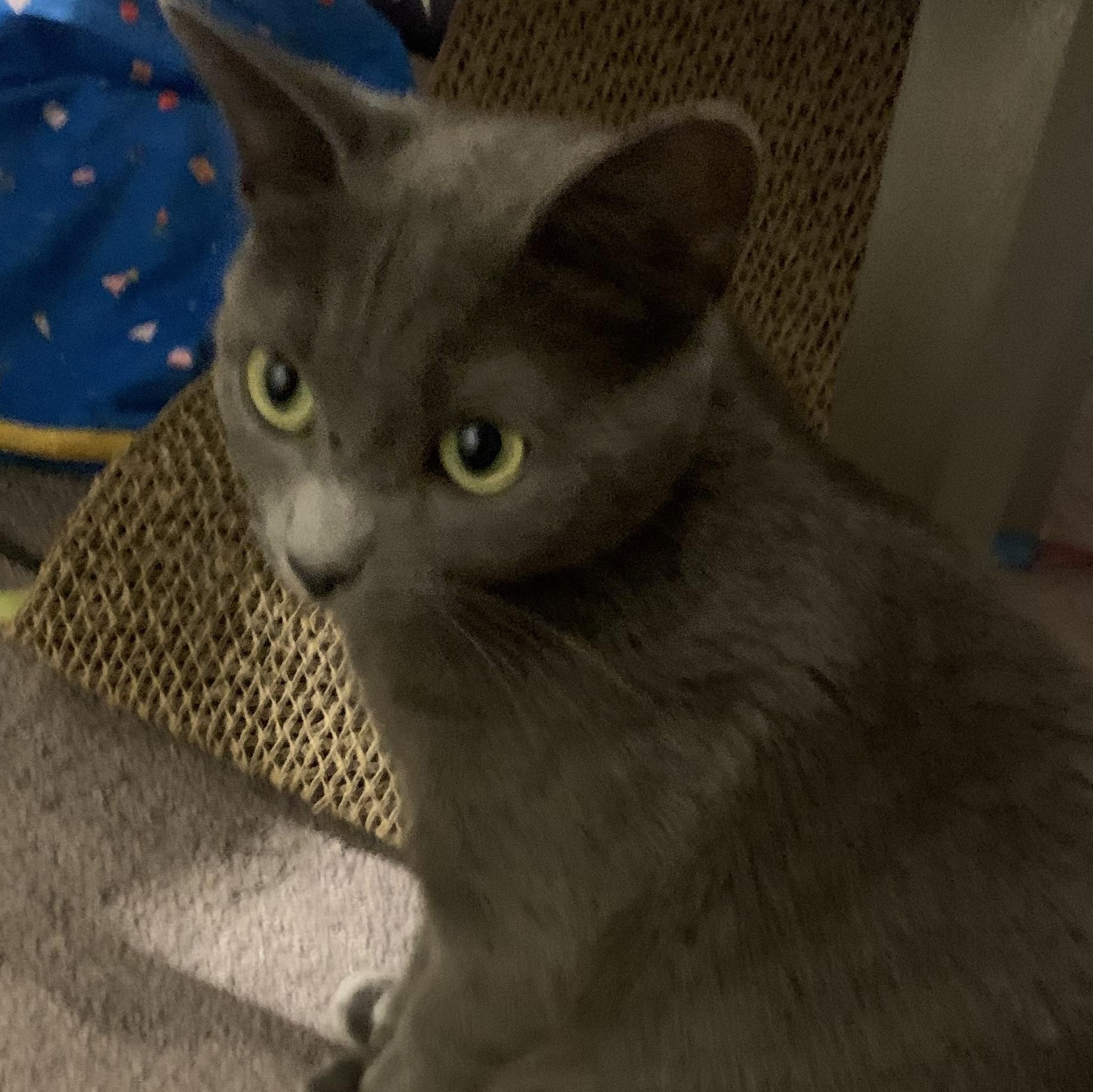 Enlarge Willa, a Adoptable mixed breed in Morganton, NC image 4/6