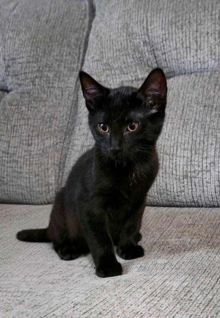 Enlarge J. Edgar (Jerry), a Adoptable mixed breed in Miami, OK image 2/4