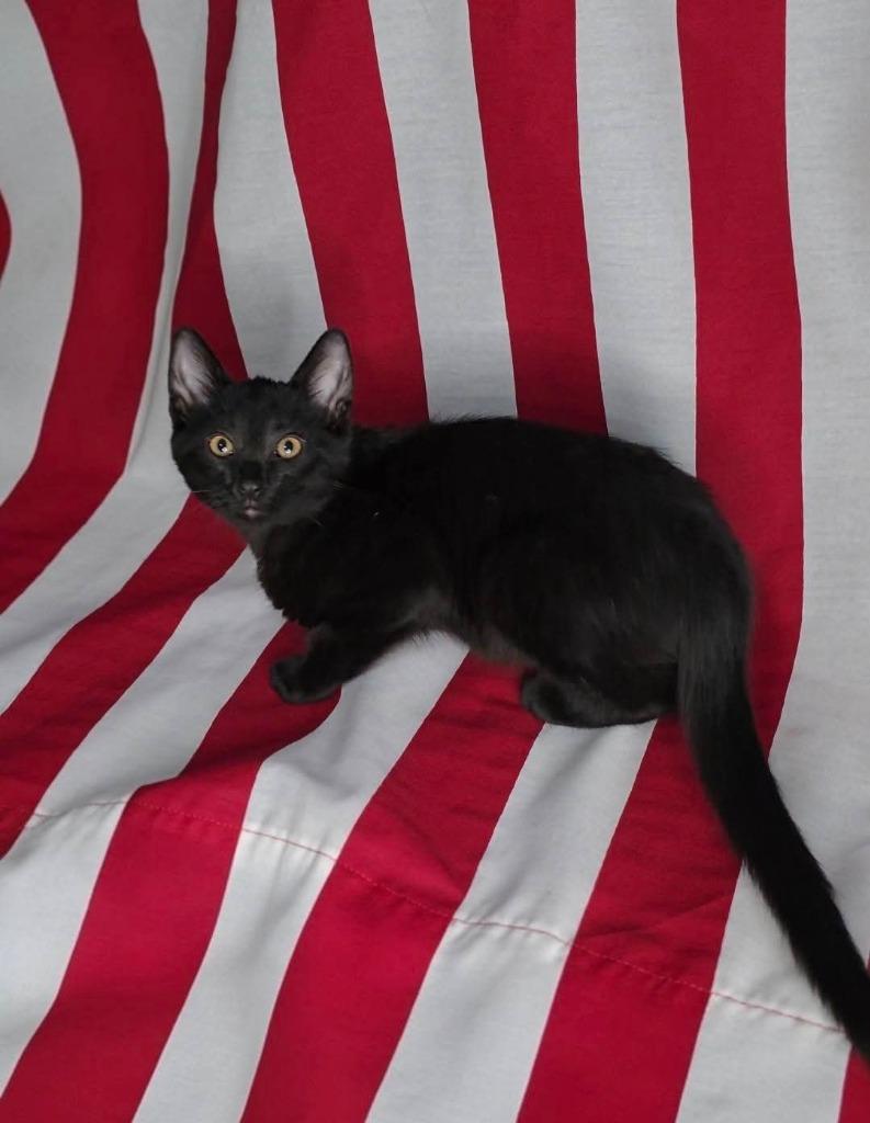 Enlarge J. Edgar (Jerry), a Adoptable mixed breed in Miami, OK image 3/4