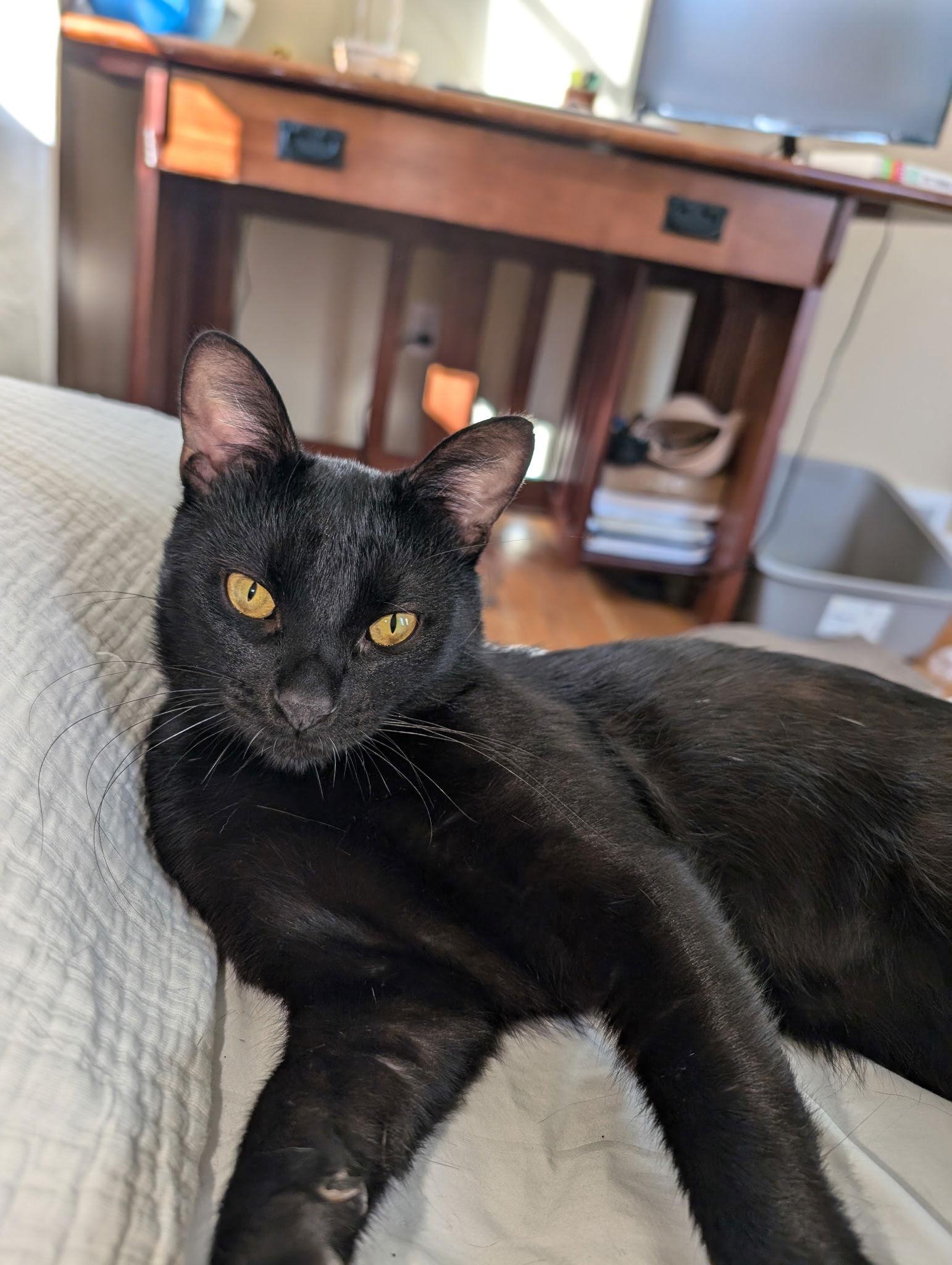 Rocky - (must be adopted w/Peter Pan), Adoptable, Young Male Domestic Short Hair.