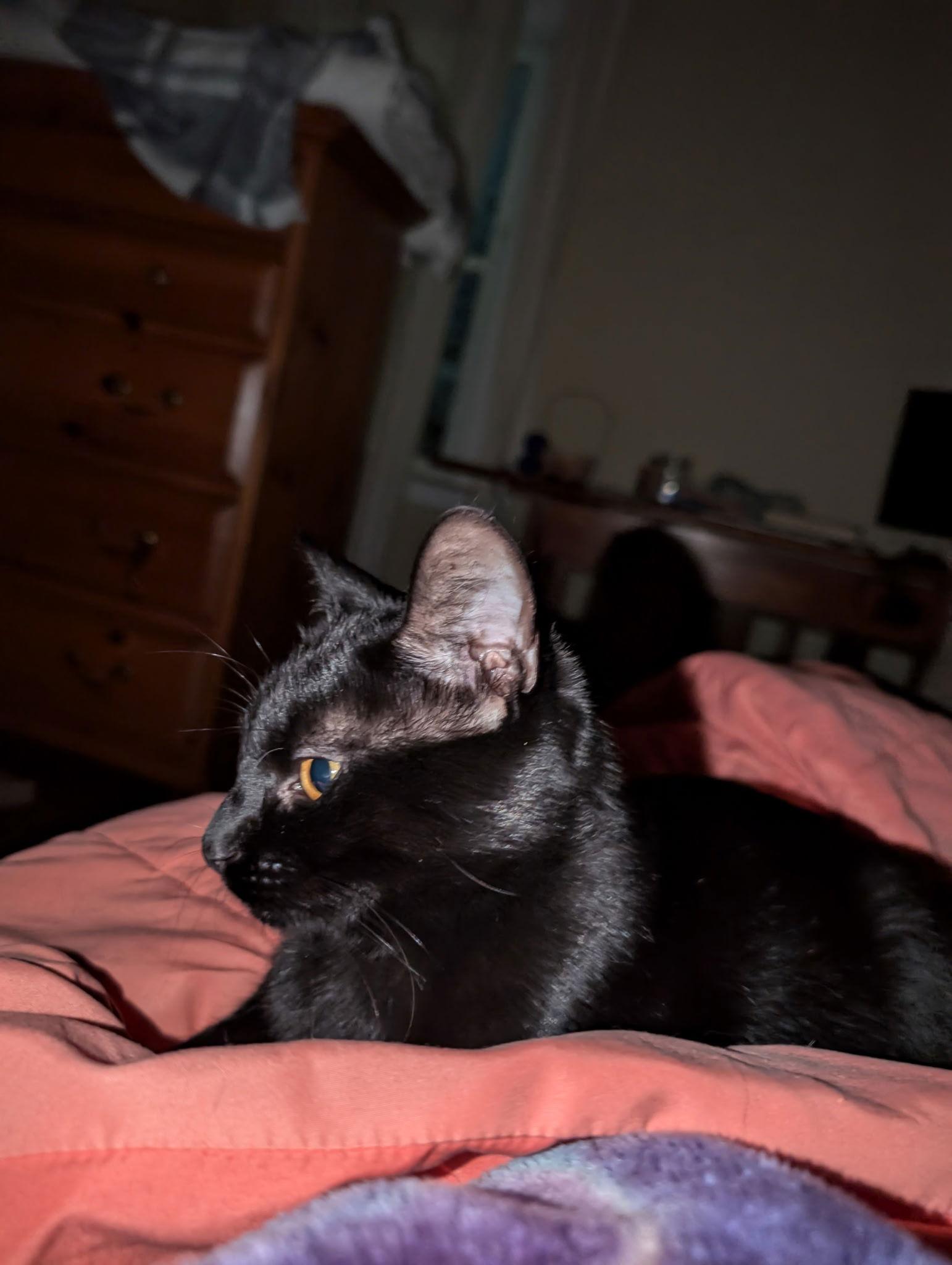 Enlarge Rocky - (must be adopted w/Peter Pan), a Adoptable Domestic Short Hair in Walled Lake, MI image 2/3