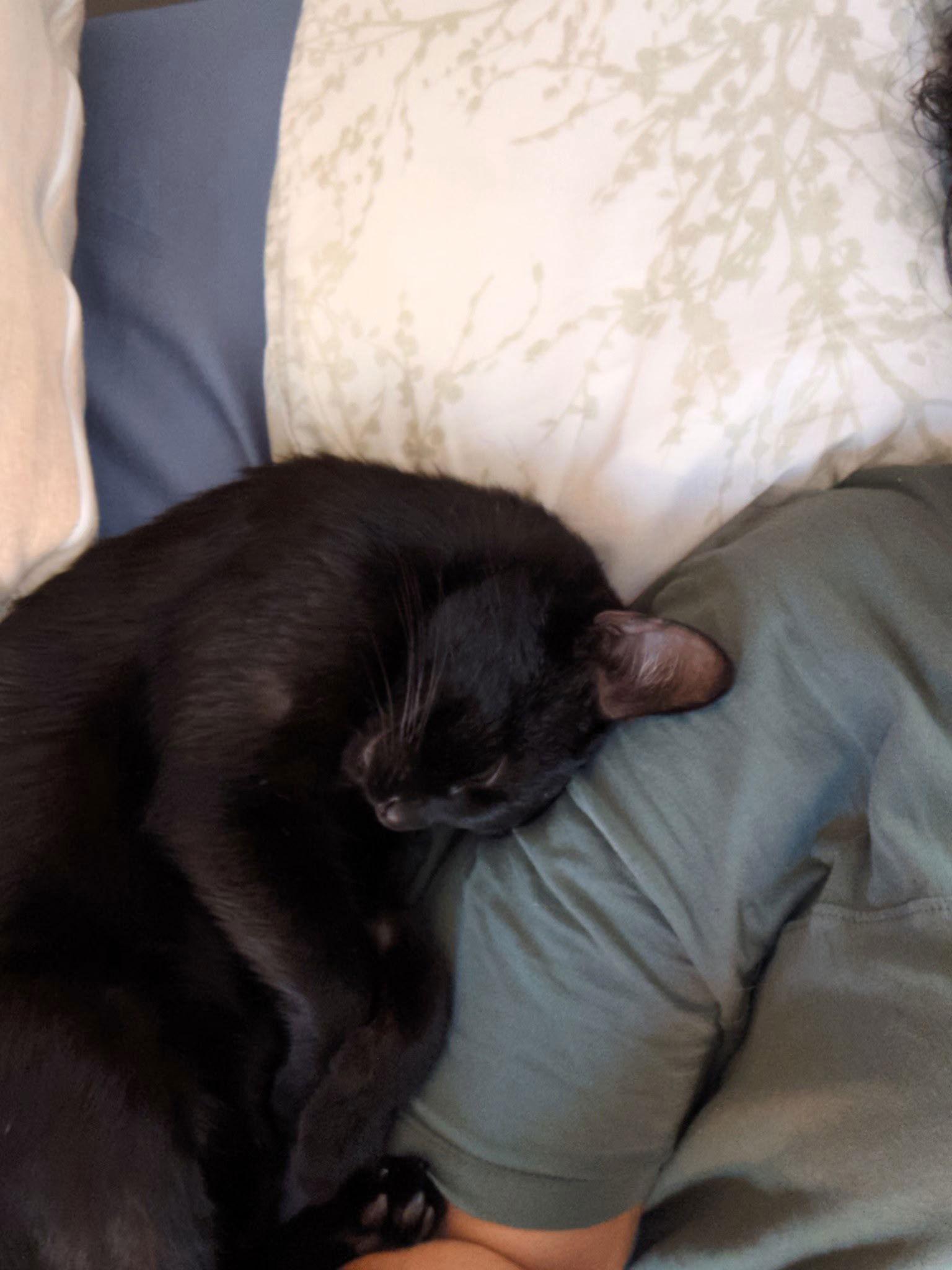 Enlarge Rocky - (must be adopted w/Peter Pan), a Adoptable Domestic Short Hair in Walled Lake, MI image 3/3