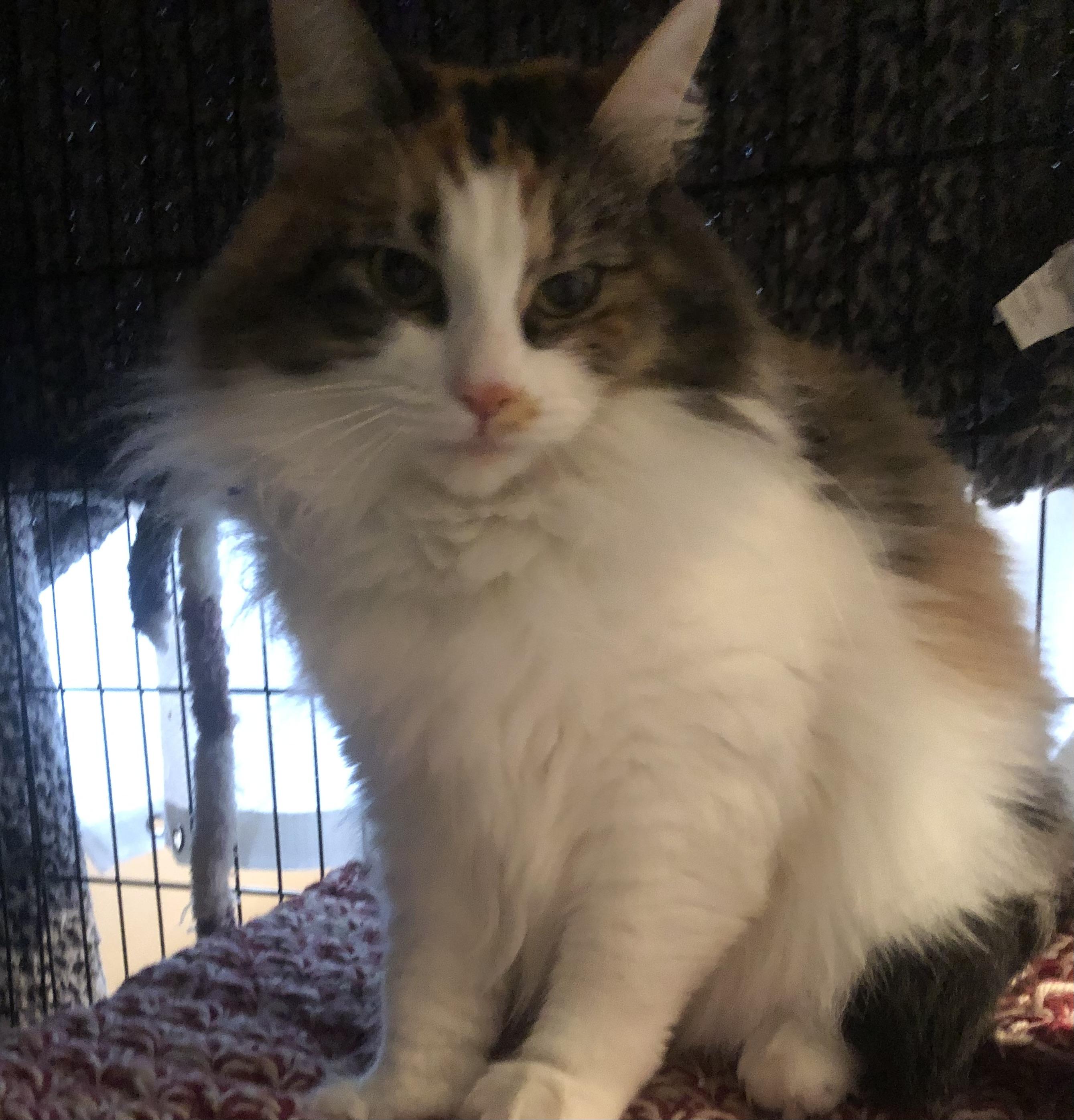 Enlarge Gita, an adopted Domestic Long Hair in Lemoyne, PA image 3/3