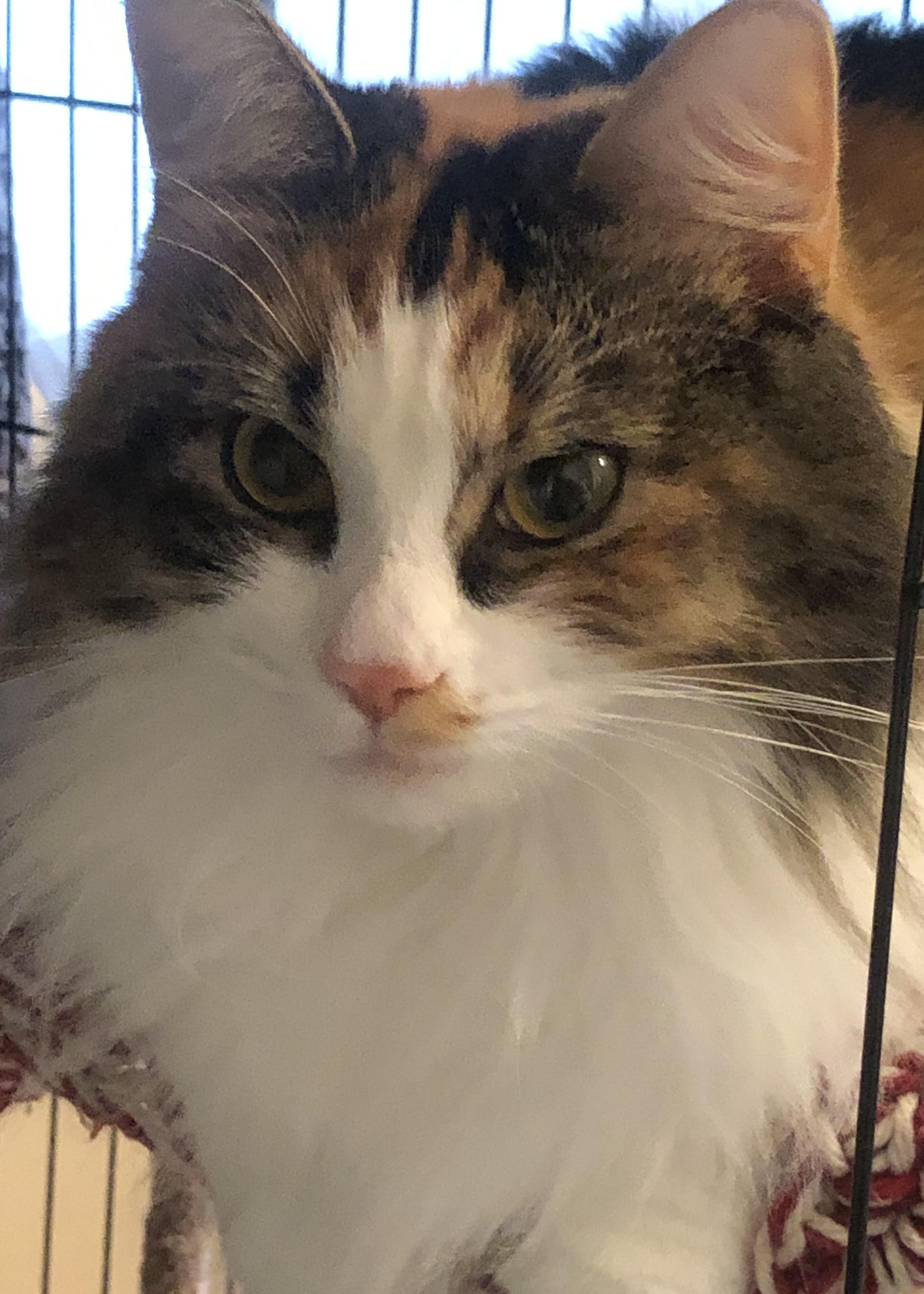 Enlarge Gita, an adopted Domestic Long Hair in Lemoyne, PA image 1/3