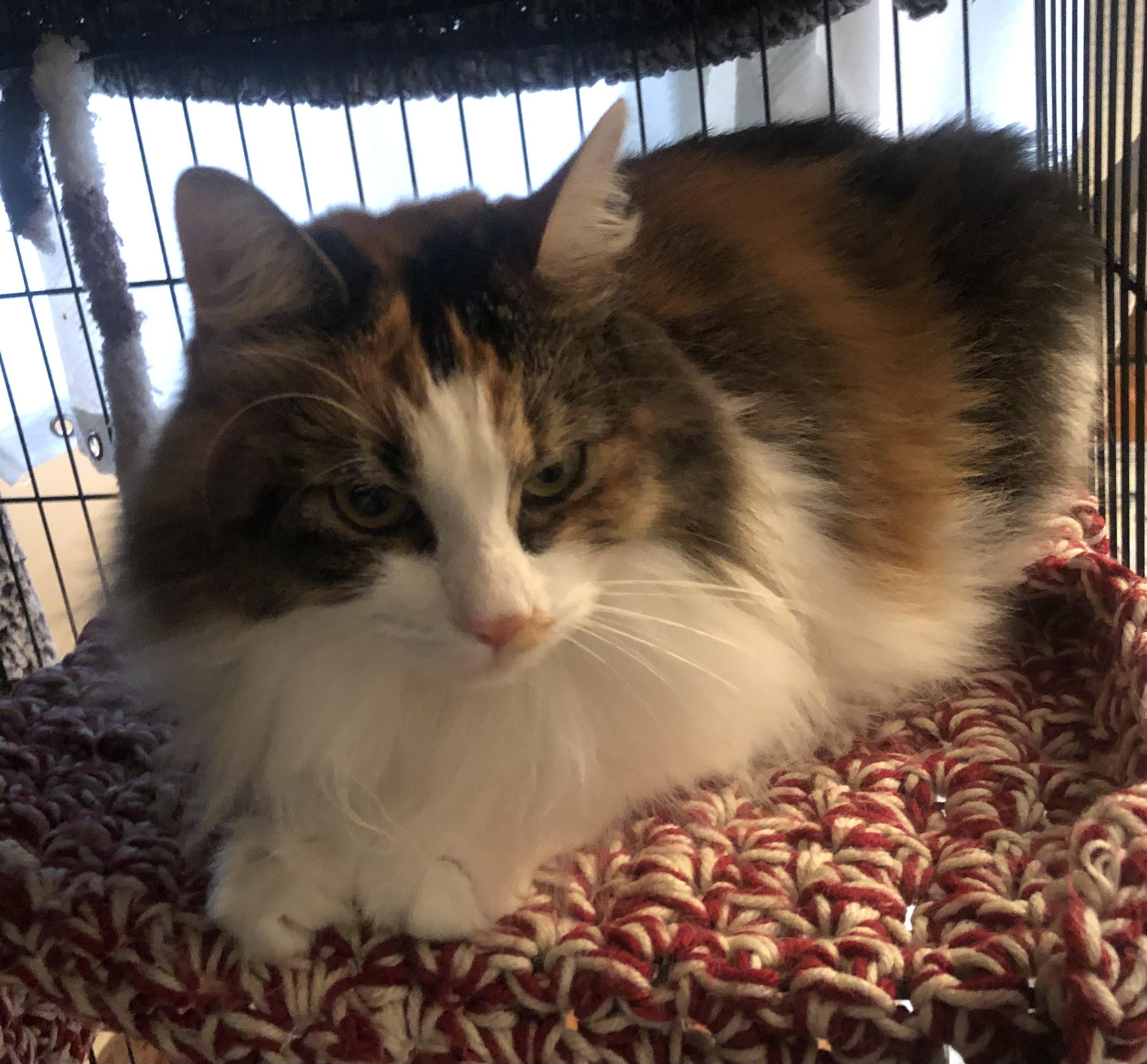 Enlarge Gita, an adopted Domestic Long Hair in Lemoyne, PA image 2/3