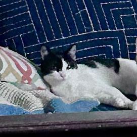 Baby Ruth, Adoptable, Young Female Domestic Short Hair.