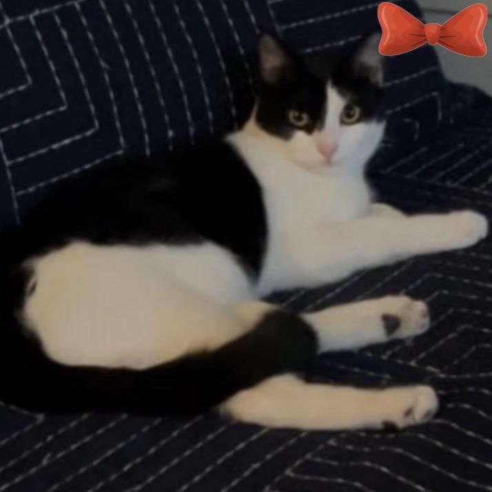 Baby Ruth, Adoptable, Young Female Domestic Short Hair.