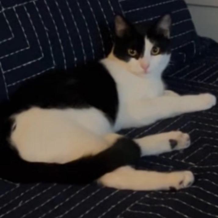 Baby Ruth, a Adoptable Domestic Short Hair in League City, TX image 2/2