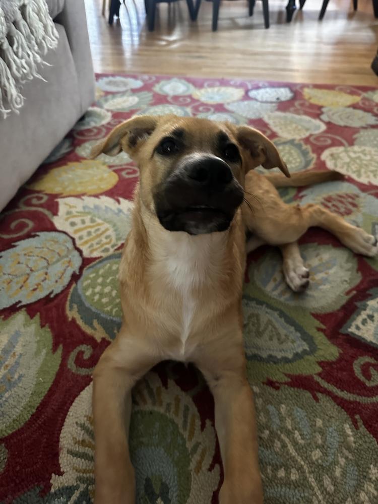 Enlarge Teah, a Adoptable mixed breed in Denver, CO image 1/6