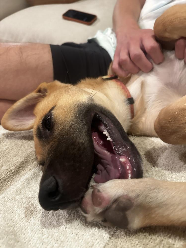 Enlarge Teah, a Adoptable mixed breed in Denver, CO image 2/6