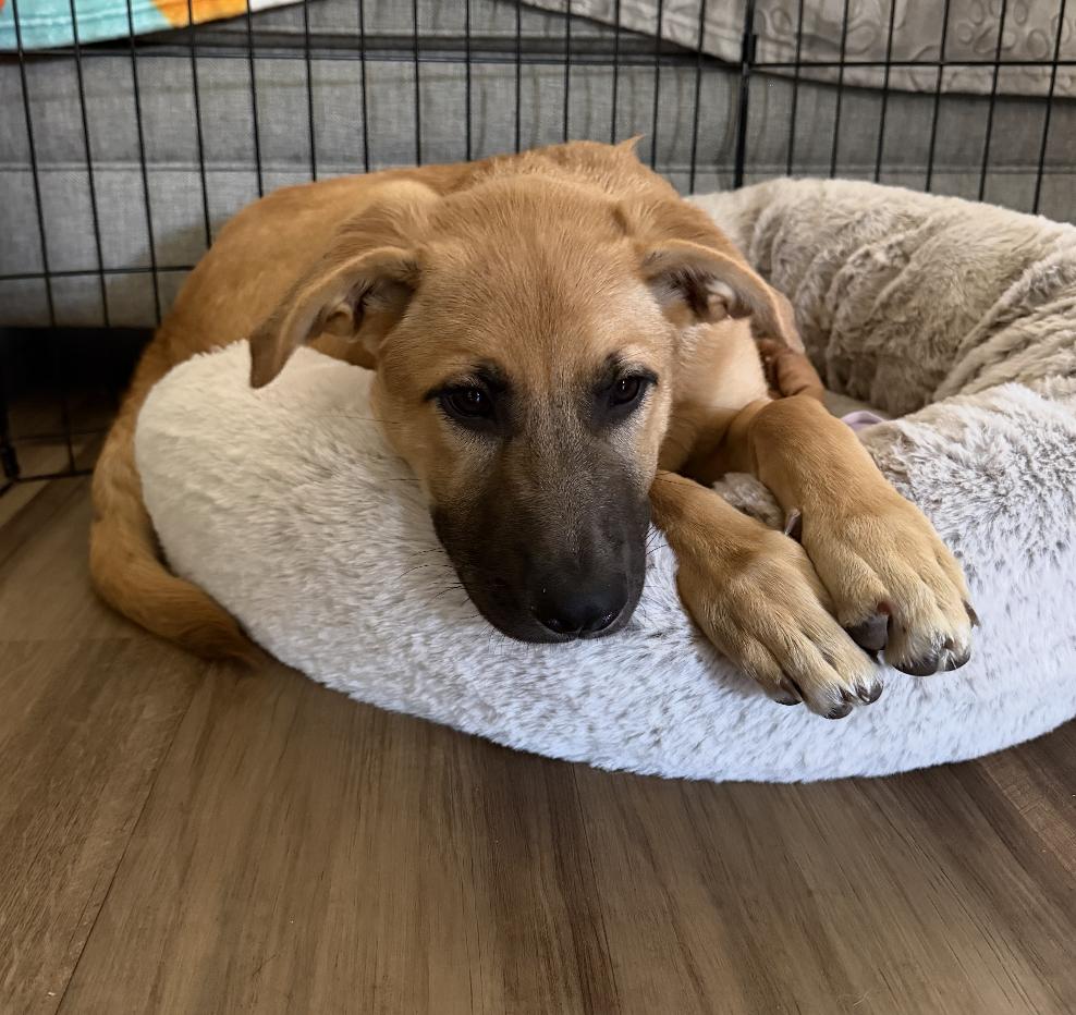 Enlarge Teah, a Adoptable mixed breed in Denver, CO image 4/6