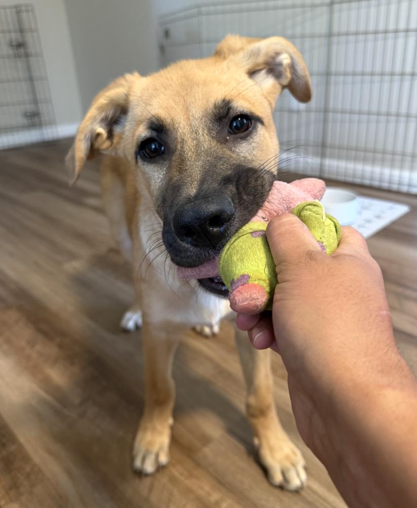 Enlarge Teah, a Adoptable mixed breed in Denver, CO image 5/6