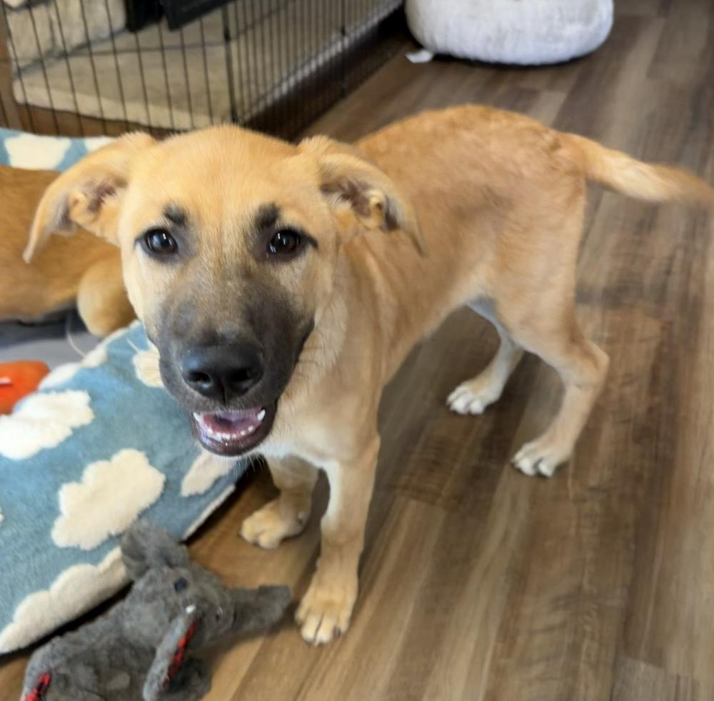 Enlarge Teah, a Adoptable mixed breed in Denver, CO image 6/6