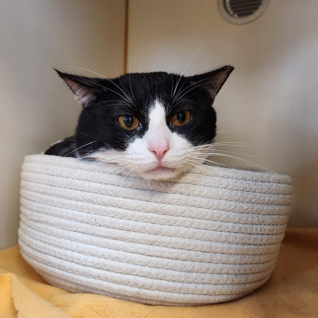 Enlarge Wombat, a Adoptable Domestic Short Hair in Delaware, OH image 1/6