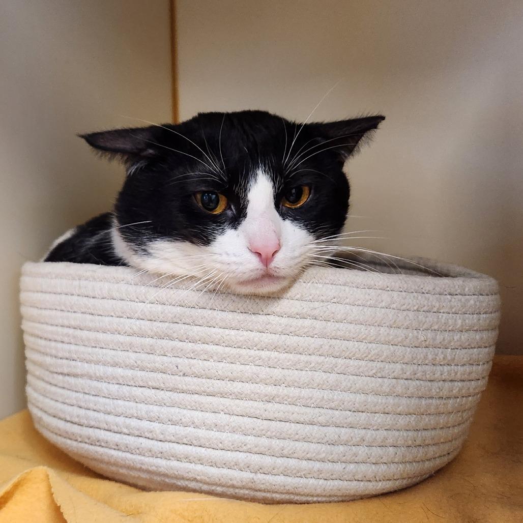 Enlarge Wombat, a Adoptable Domestic Short Hair in Delaware, OH image 2/6