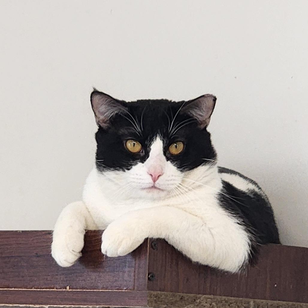 Enlarge Wombat, a Adoptable Domestic Short Hair in Delaware, OH image 3/6