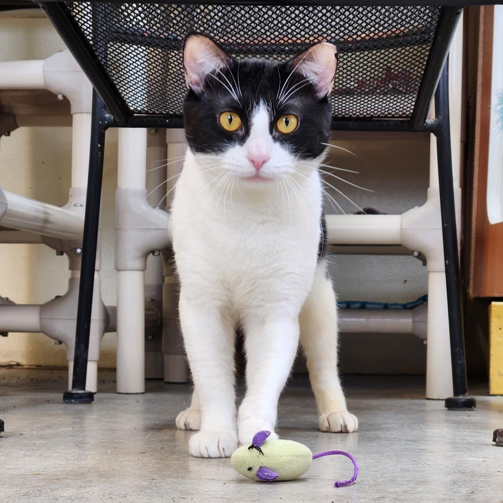 Enlarge Wombat, a Adoptable Domestic Short Hair in Delaware, OH image 4/6