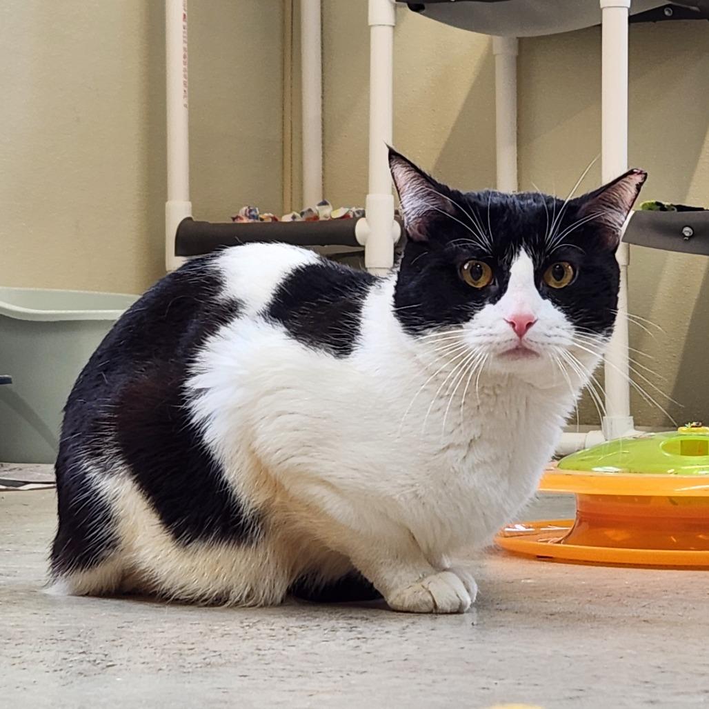 Enlarge Wombat, a Adoptable Domestic Short Hair in Delaware, OH image 5/6