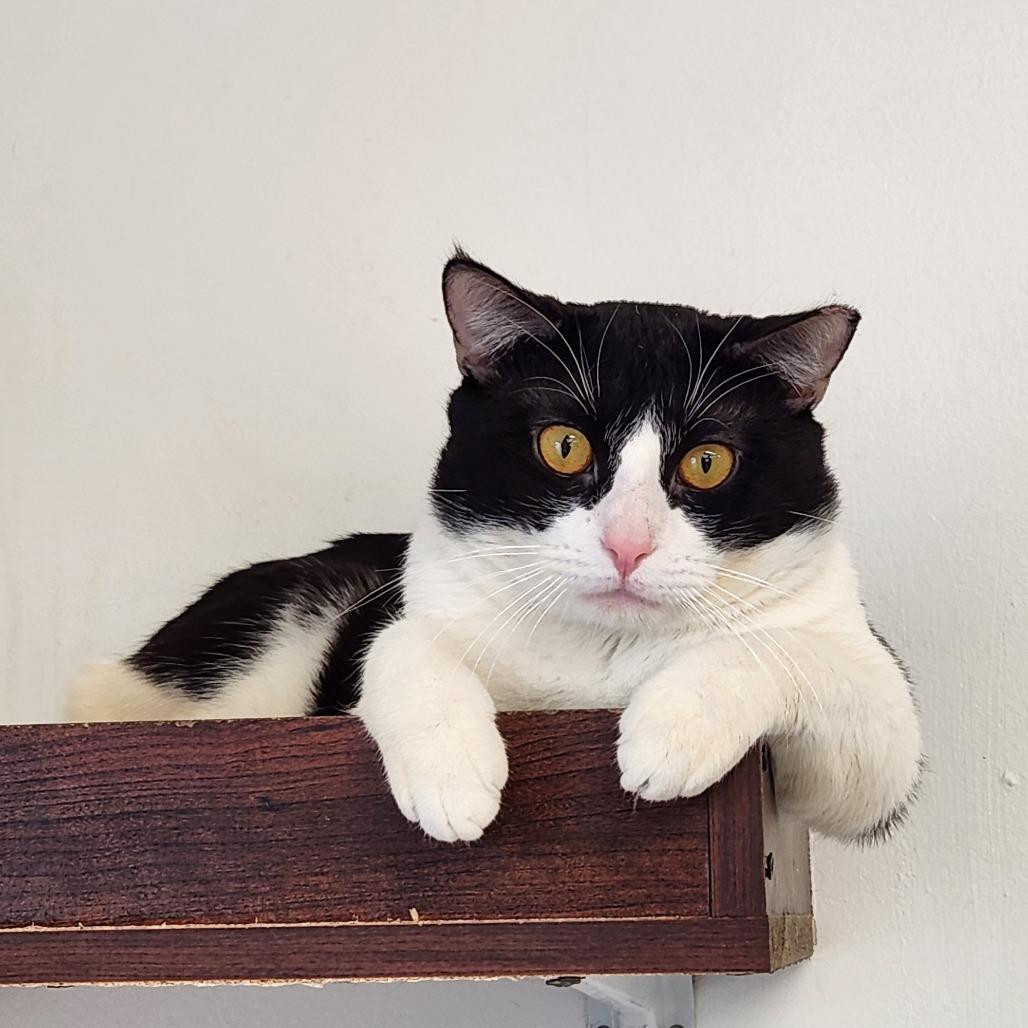 Enlarge Wombat, a Adoptable Domestic Short Hair in Delaware, OH image 6/6